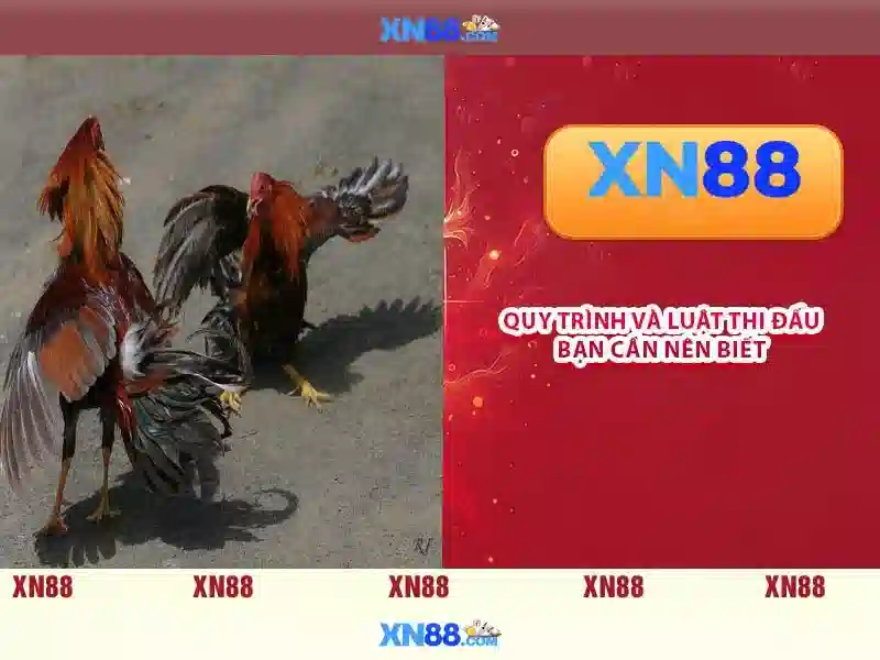 Xn88 là gì?