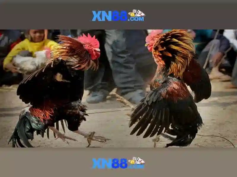 Giới thiệu về xn88