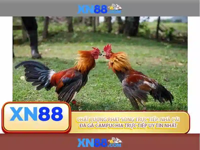 Giới thiệu về xn88